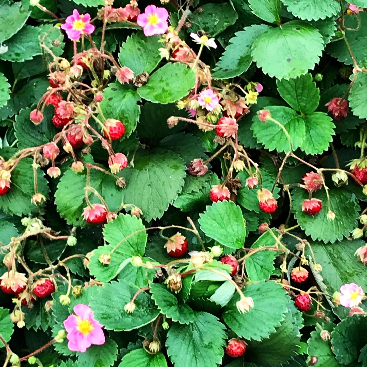 Monats-Erdbeere 'Rosea' (Fragaria vesca var.semperfl.)