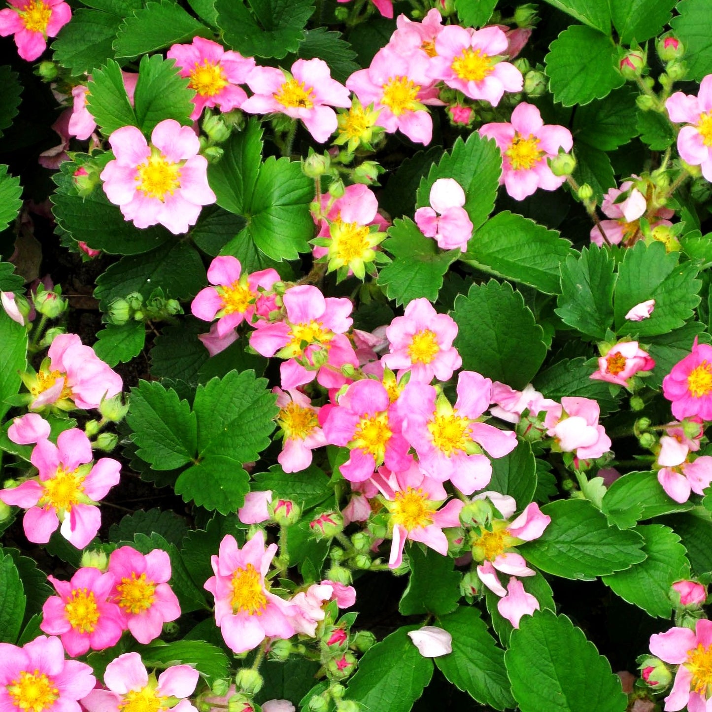 Monats-Erdbeere 'Rosea' (Fragaria vesca var.semperfl.)