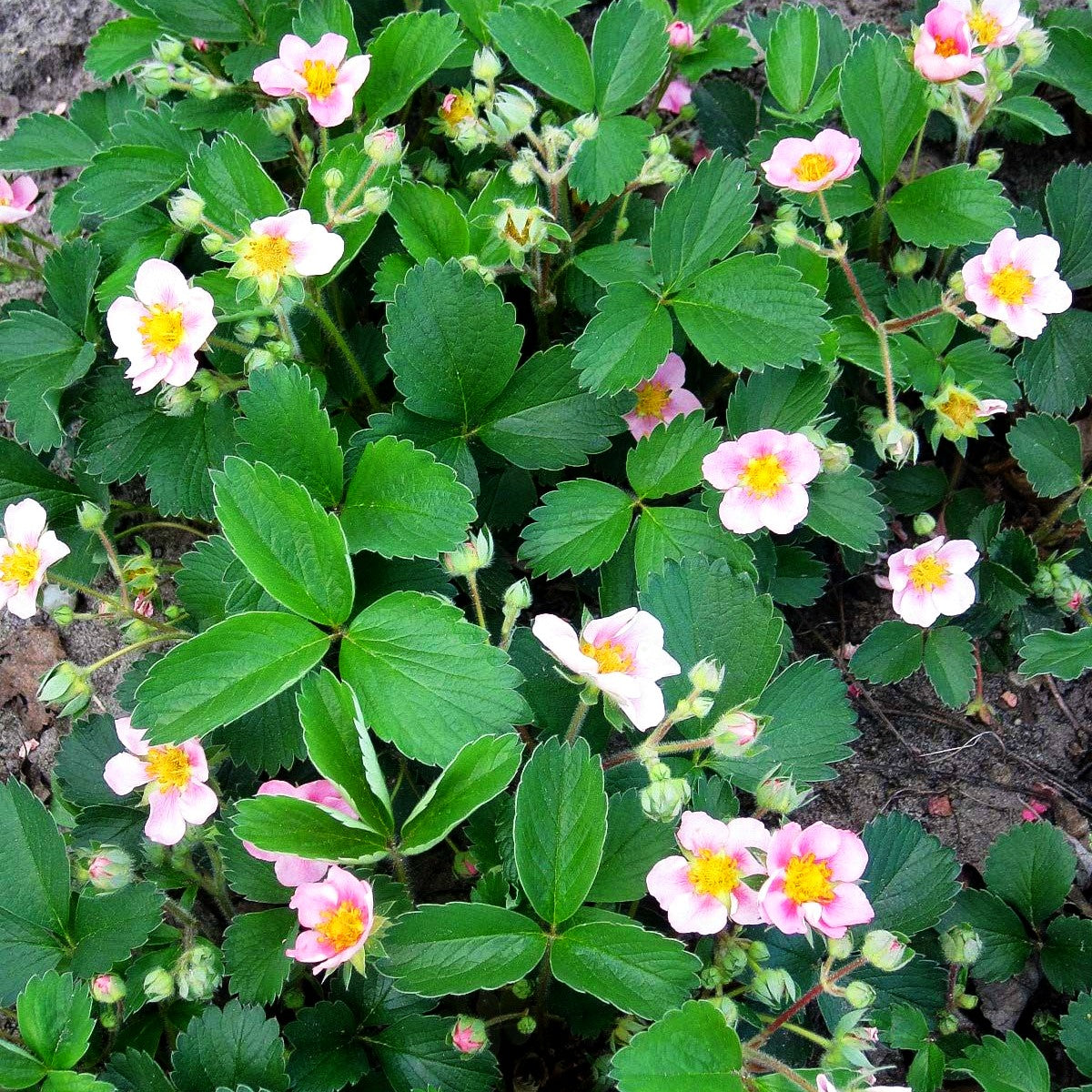 Monats-Erdbeere 'Rosea' (Fragaria vesca var.semperfl.)