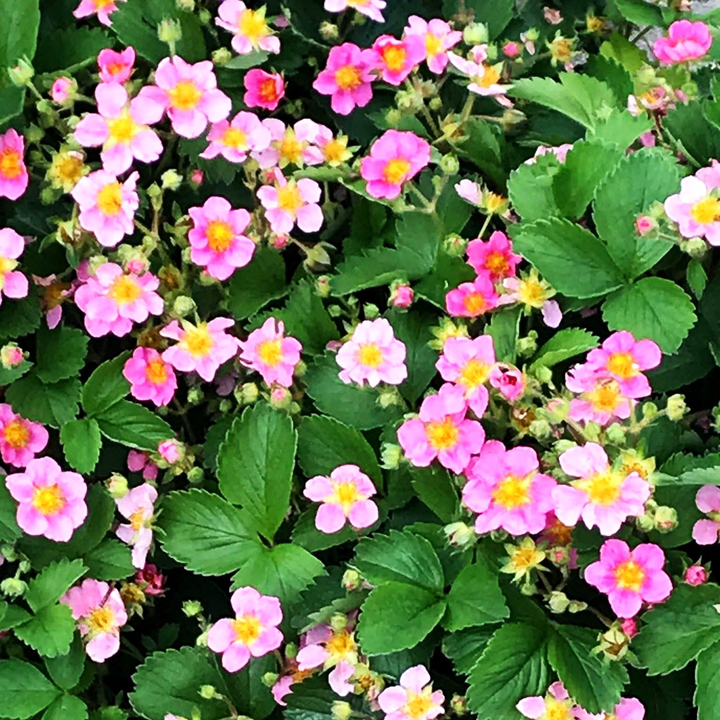 Monats-Erdbeere 'Rosea' (Fragaria vesca var.semperfl.)