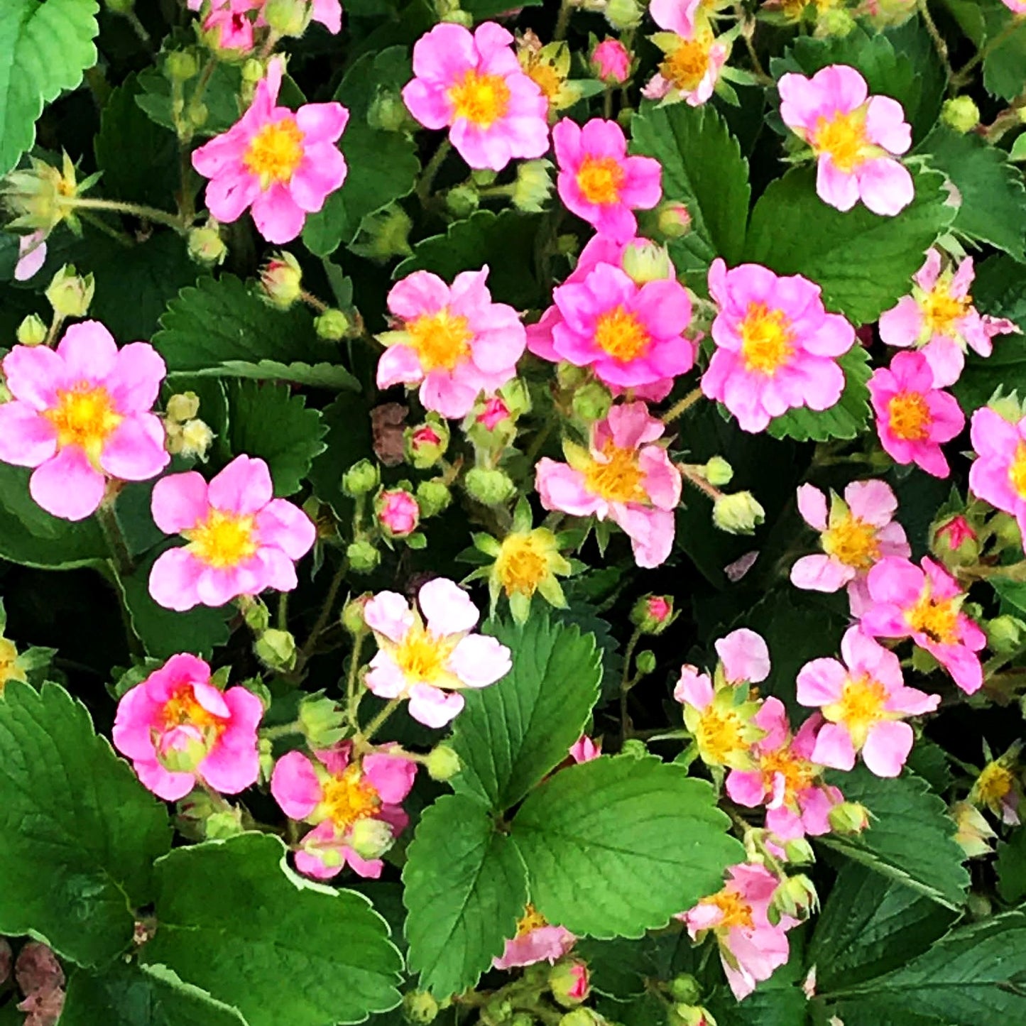 Monats-Erdbeere 'Rosea' (Fragaria vesca var.semperfl.)