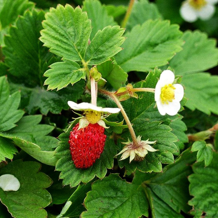 Monats-Erdbeere 'Rügen' (Fragaria vesca var.semperfl.)