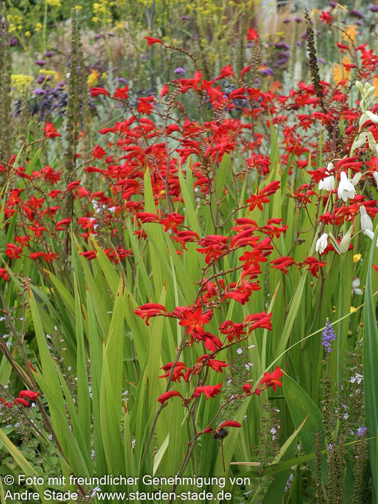 Montbretie 'Emberglow' (Crocosmia x crocosmiiflora)