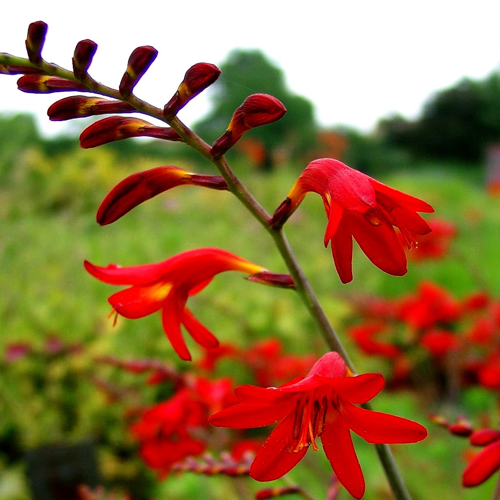 Montbretie 'Emberglow' (Crocosmia x crocosmiiflora)