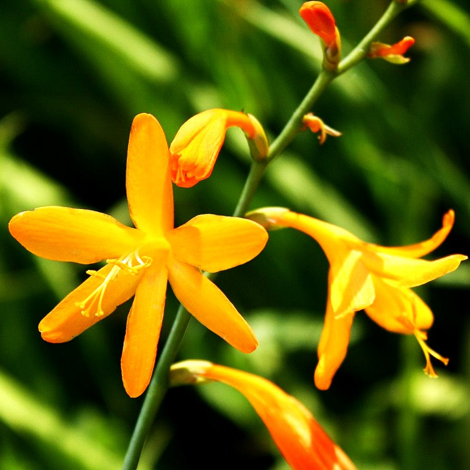 Montbretie 'George Davidson' (Crocosmia x crocosmiifl.)