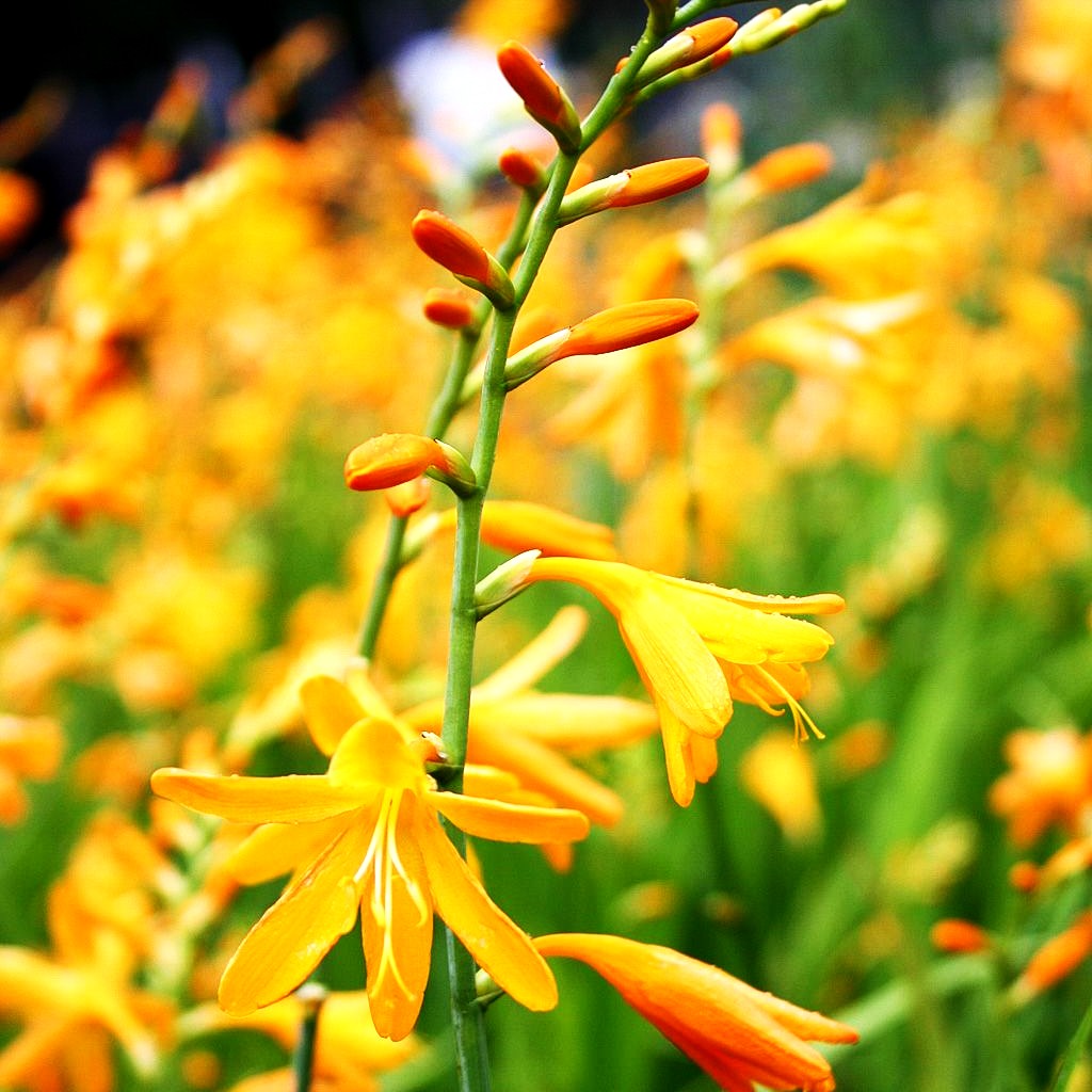 Montbretie 'George Davidson' (Crocosmia x crocosmiifl.)