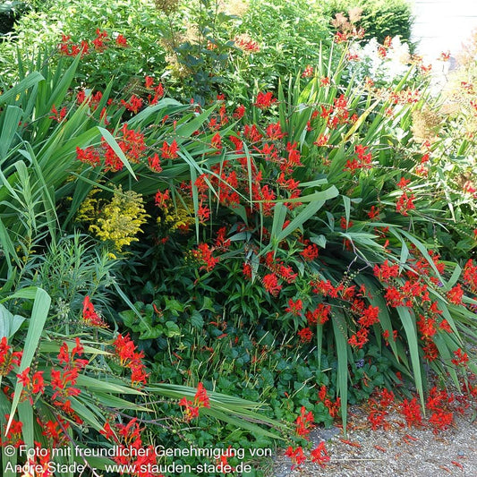 Montbretie 'Lucifer' (Crocosmia x crocosmiiflora)