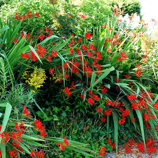 Montbretie 'Lucifer' (Crocosmia x crocosmiiflora)