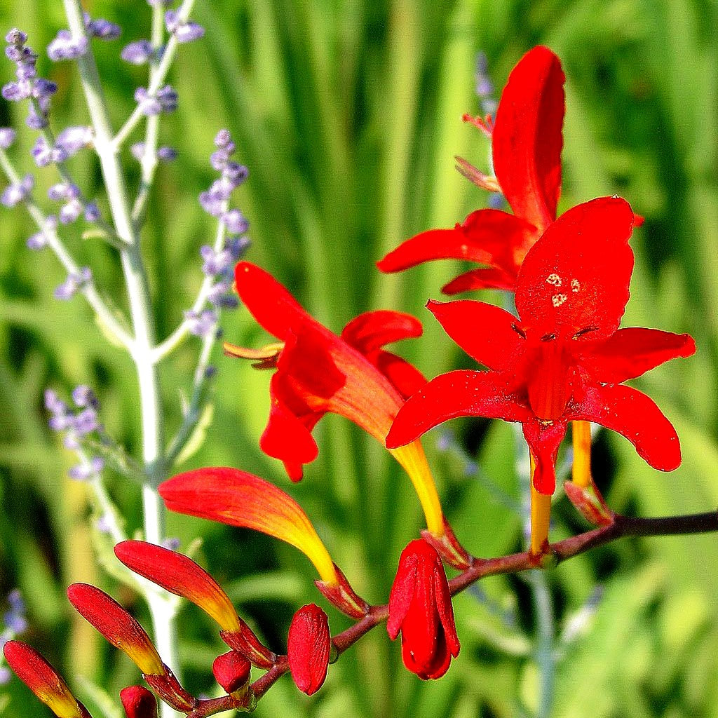 Montbretie 'Lucifer' (Crocosmia x crocosmiiflora)
