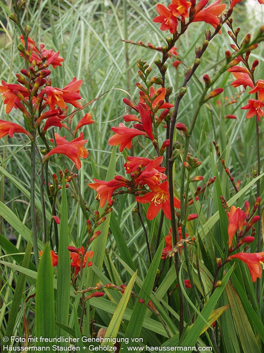 Montbretie 'Red King' (Crocosmia x crocosmiiflora)
