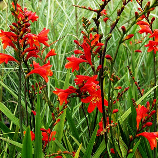 Montbretie 'Red King' (Crocosmia x crocosmiiflora)