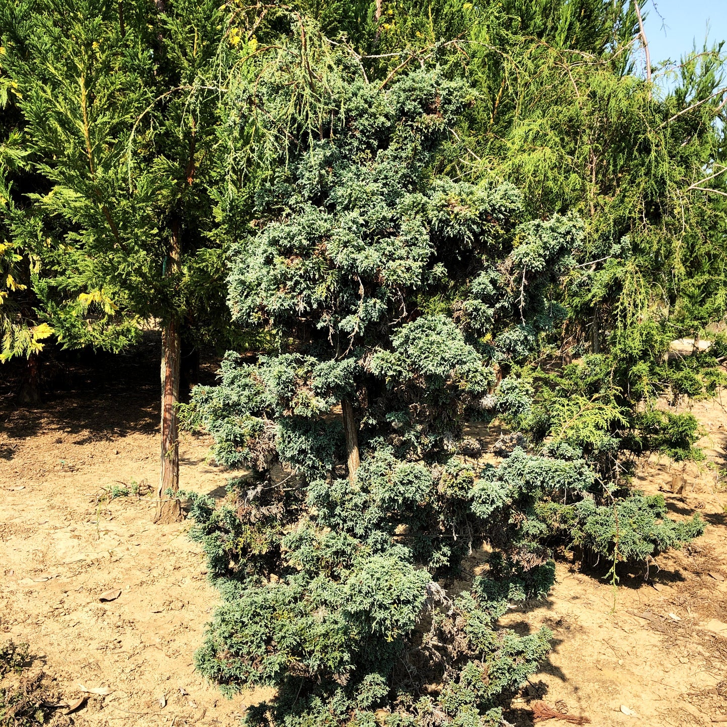 Moos-Scheinzypresse 'Squarrosa Intermedia' (Chamaecyparis pis.)