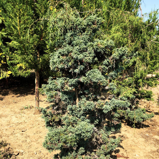 Moos-Scheinzypresse 'Squarrosa Intermedia' (Chamaecyparis pis.)