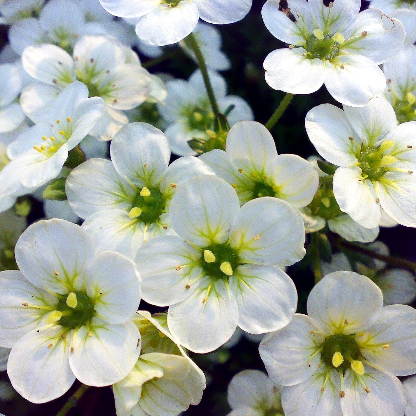 Moos-Steinbrech 'Adebar' (Saxifraga x arendsii)