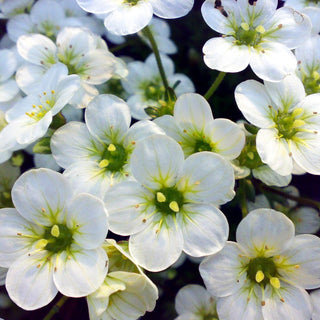 Moos-Steinbrech 'Adebar' (Saxifraga x arendsii)