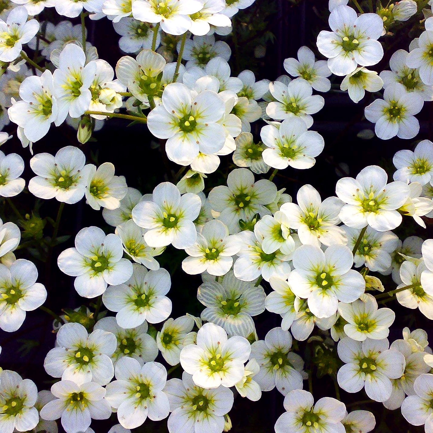 Moos-Steinbrech 'Adebar' (Saxifraga x arendsii)
