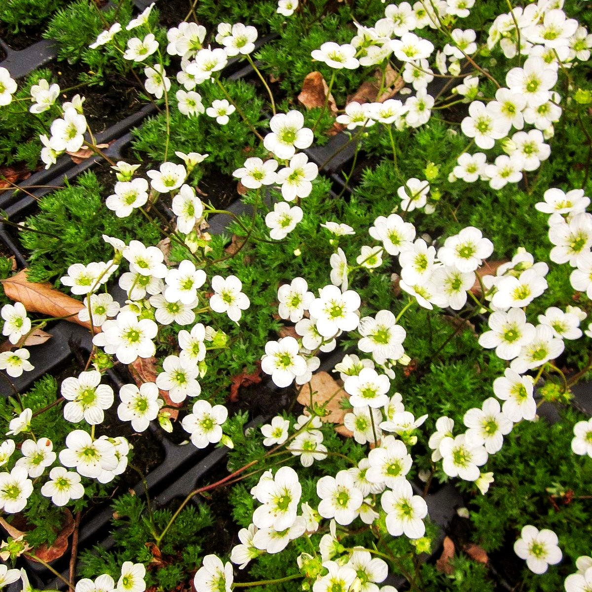 Moos-Steinbrech 'Adebar' (Saxifraga x arendsii)