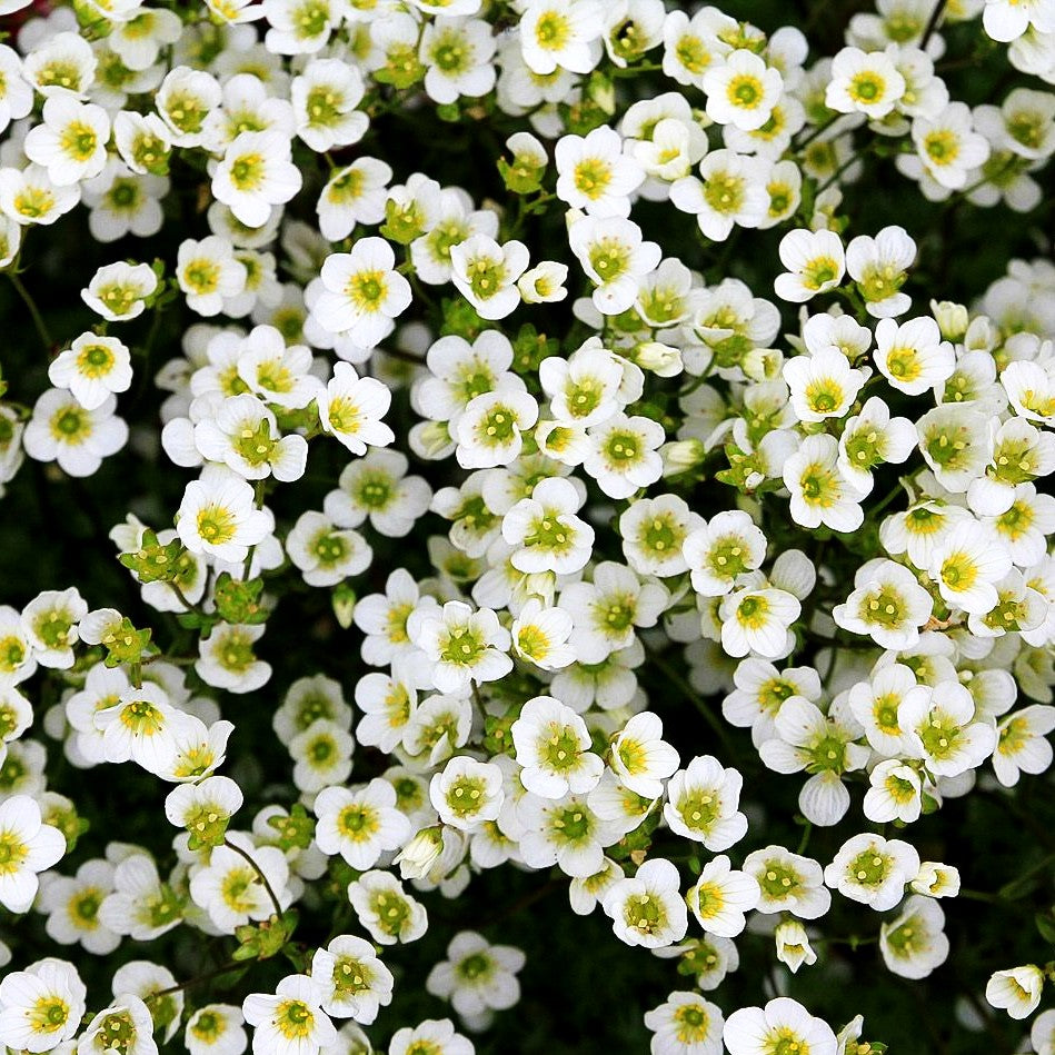 Moos-Steinbrech 'Adebar' (Saxifraga x arendsii)