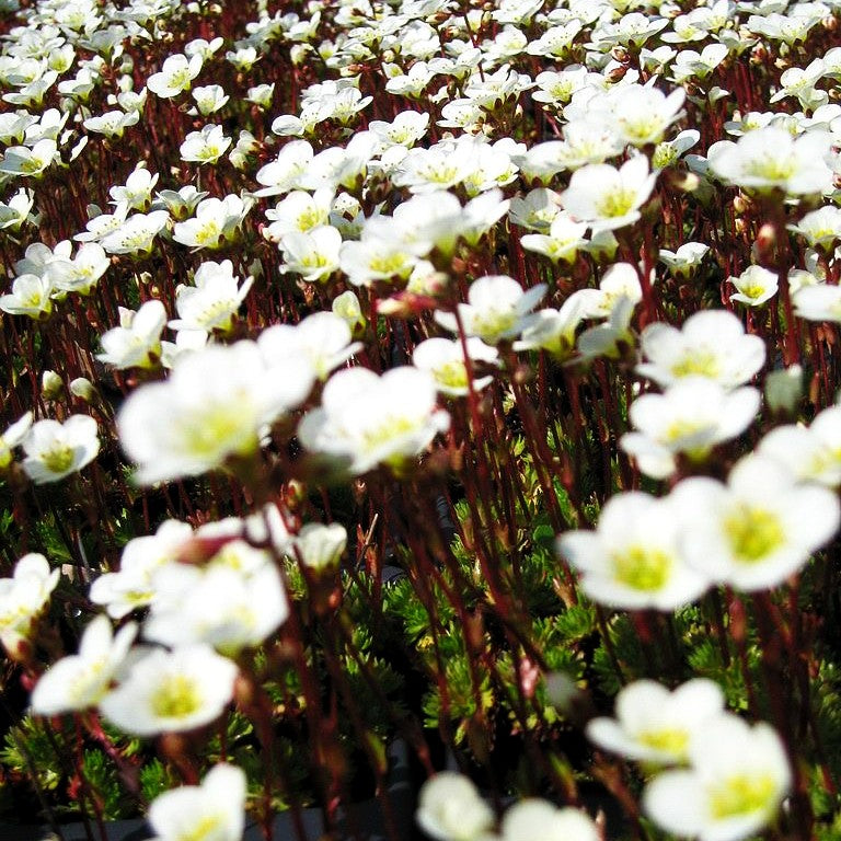 Moos-Steinbrech 'Adebar' (Saxifraga x arendsii)