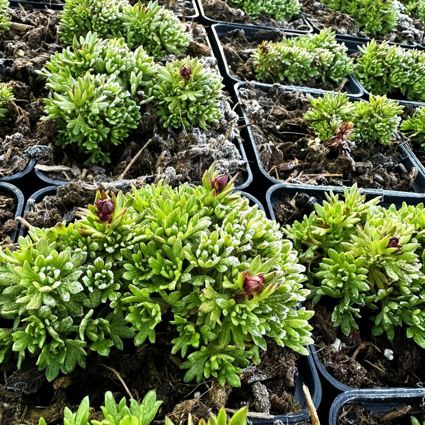 Moos-Steinbrech 'Dornröschen' (Saxifraga x arendsii)