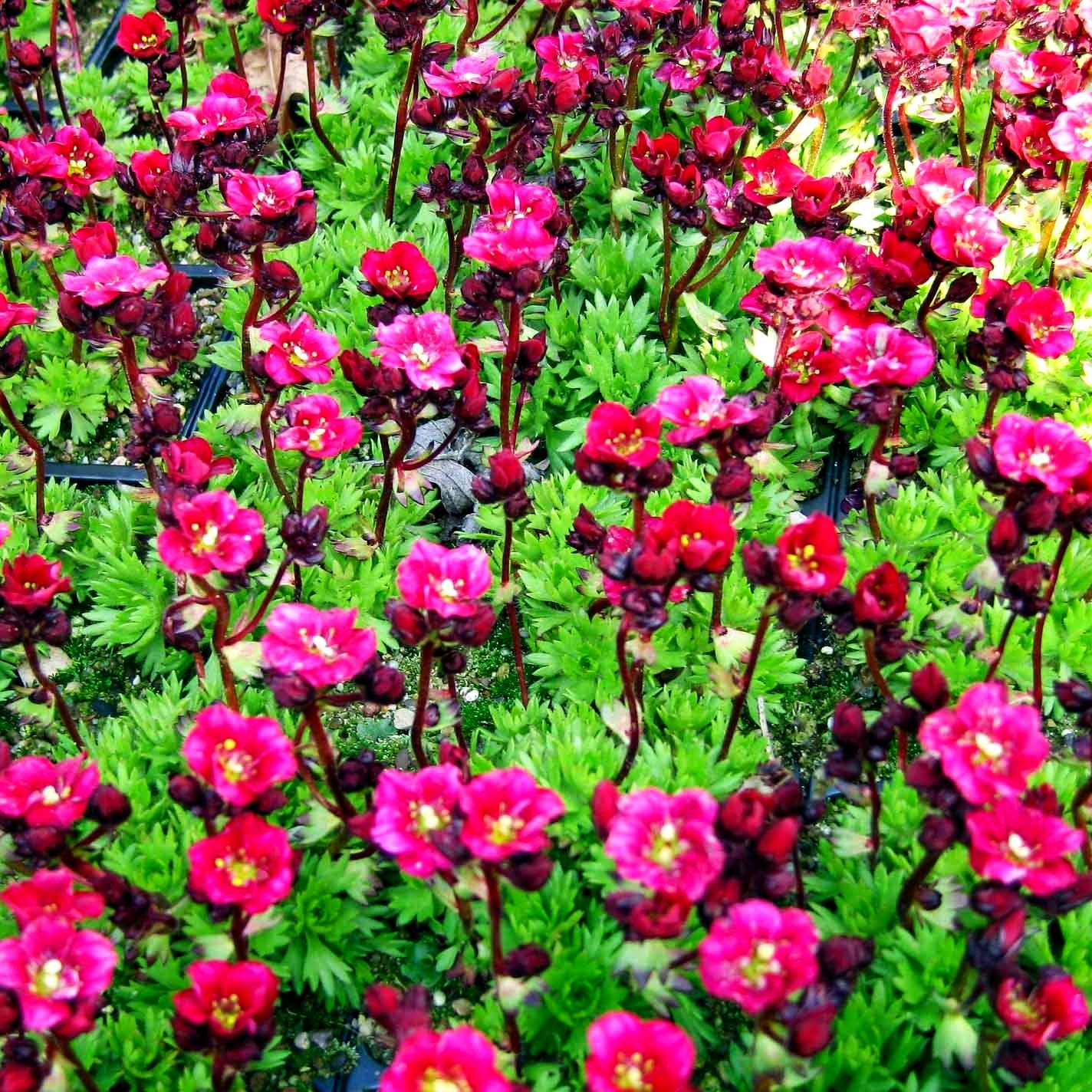 Moos-Steinbrech 'Harder Zwerg' (Saxifraga x arendsii)