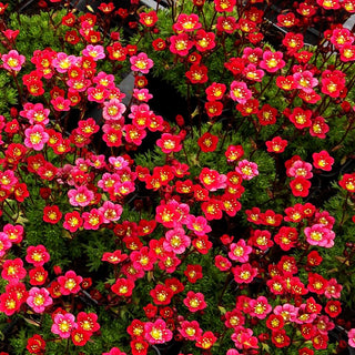 Moos-Steinbrech 'Leuchtkäfer' (Saxifraga x arendsii)