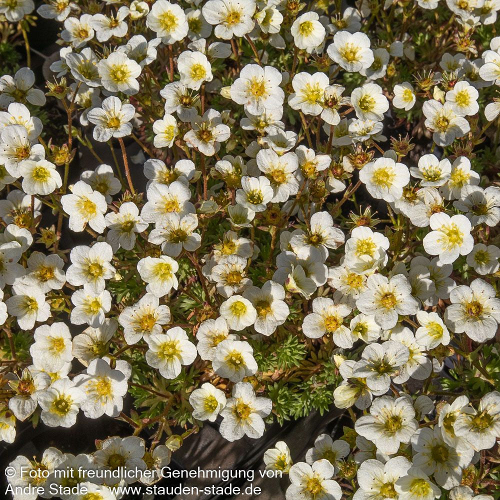 Moos-Steinbrech 'Limerock' (Saxifraga x arendsii)
