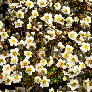 Moos-Steinbrech 'Limerock' (Saxifraga x arendsii)