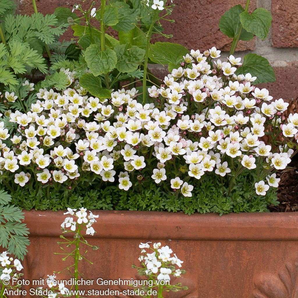 Moos-Steinbrech 'Limerock' (Saxifraga x arendsii)