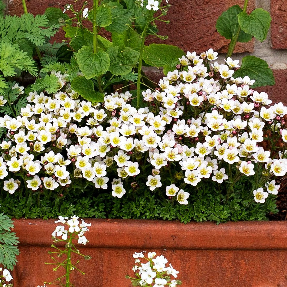 Moos-Steinbrech 'Limerock' (Saxifraga x arendsii)