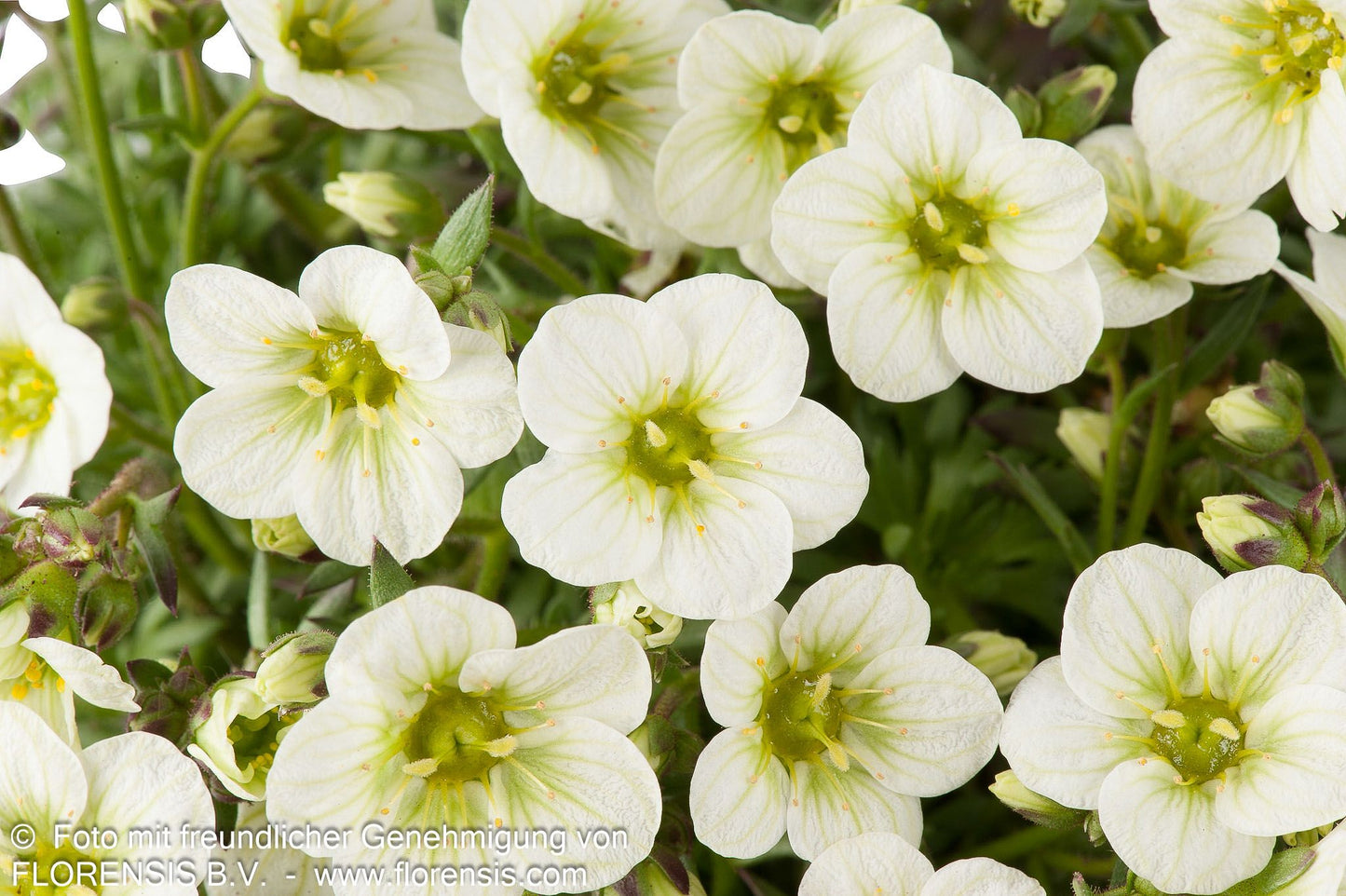Moos-Steinbrech 'Limerock' (Saxifraga x arendsii)