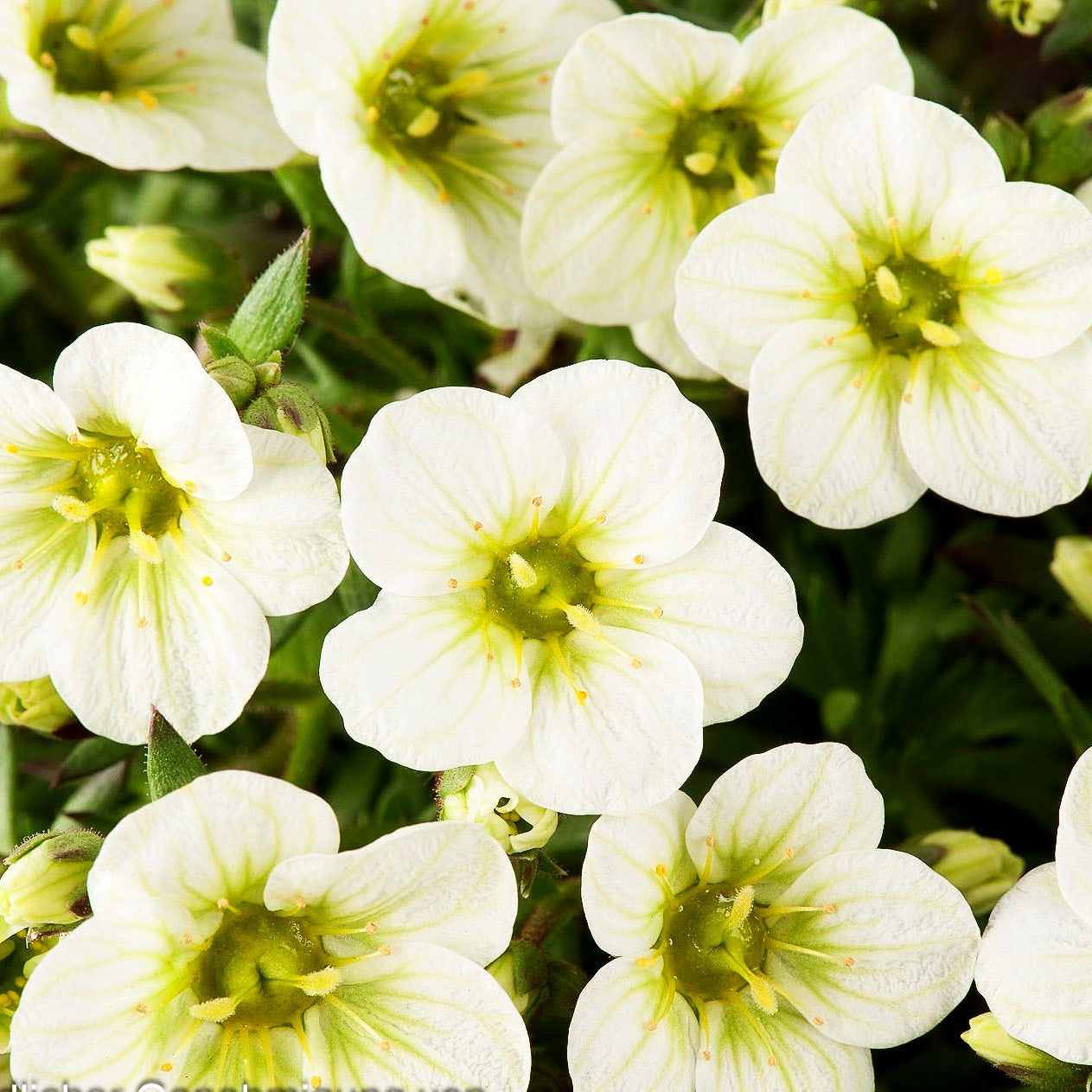 Moos-Steinbrech 'Limerock' (Saxifraga x arendsii)