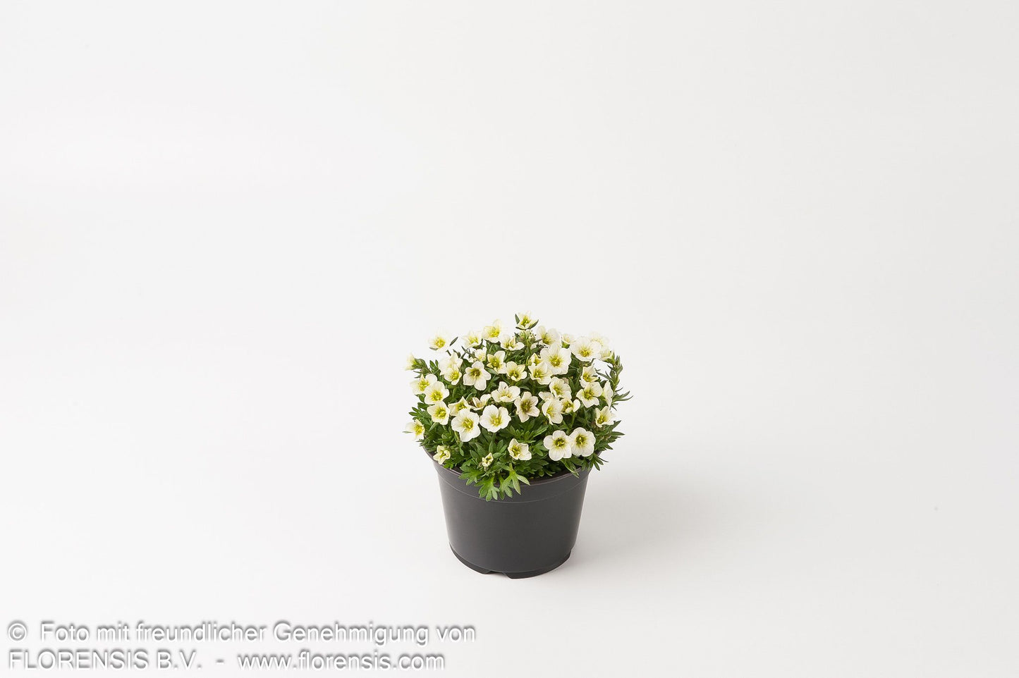 Moos-Steinbrech 'Limerock' (Saxifraga x arendsii)