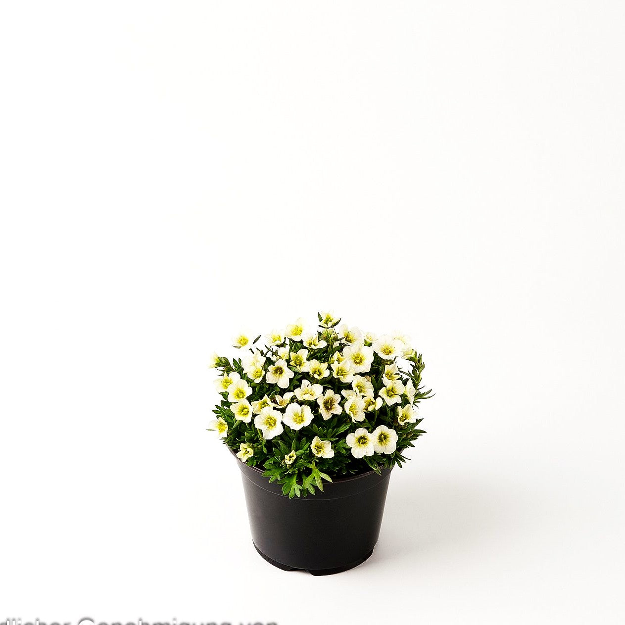 Moos-Steinbrech 'Limerock' (Saxifraga x arendsii)