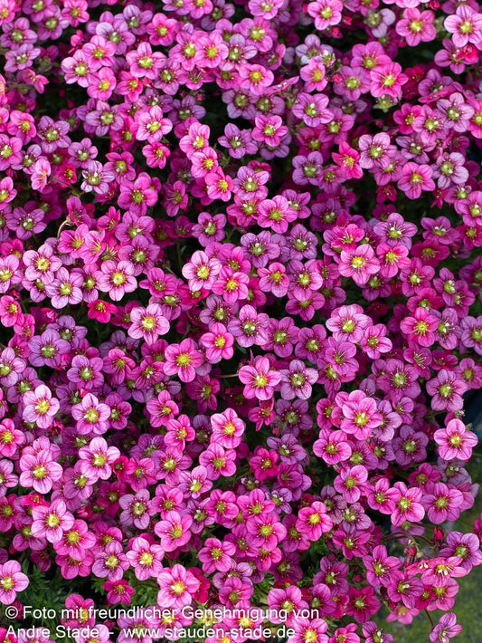 Moos-Steinbrech 'Marto Rose' (Saxifraga x arendsii)