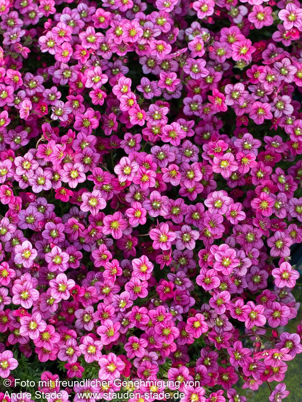 Moos-Steinbrech 'Marto Rose' (Saxifraga x arendsii)