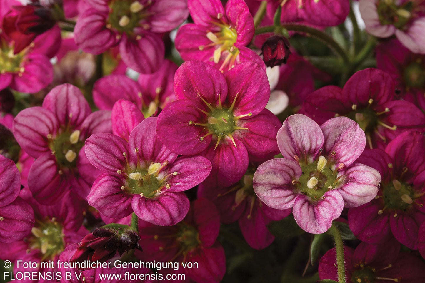 Moos-Steinbrech 'Marto Rose' (Saxifraga x arendsii)