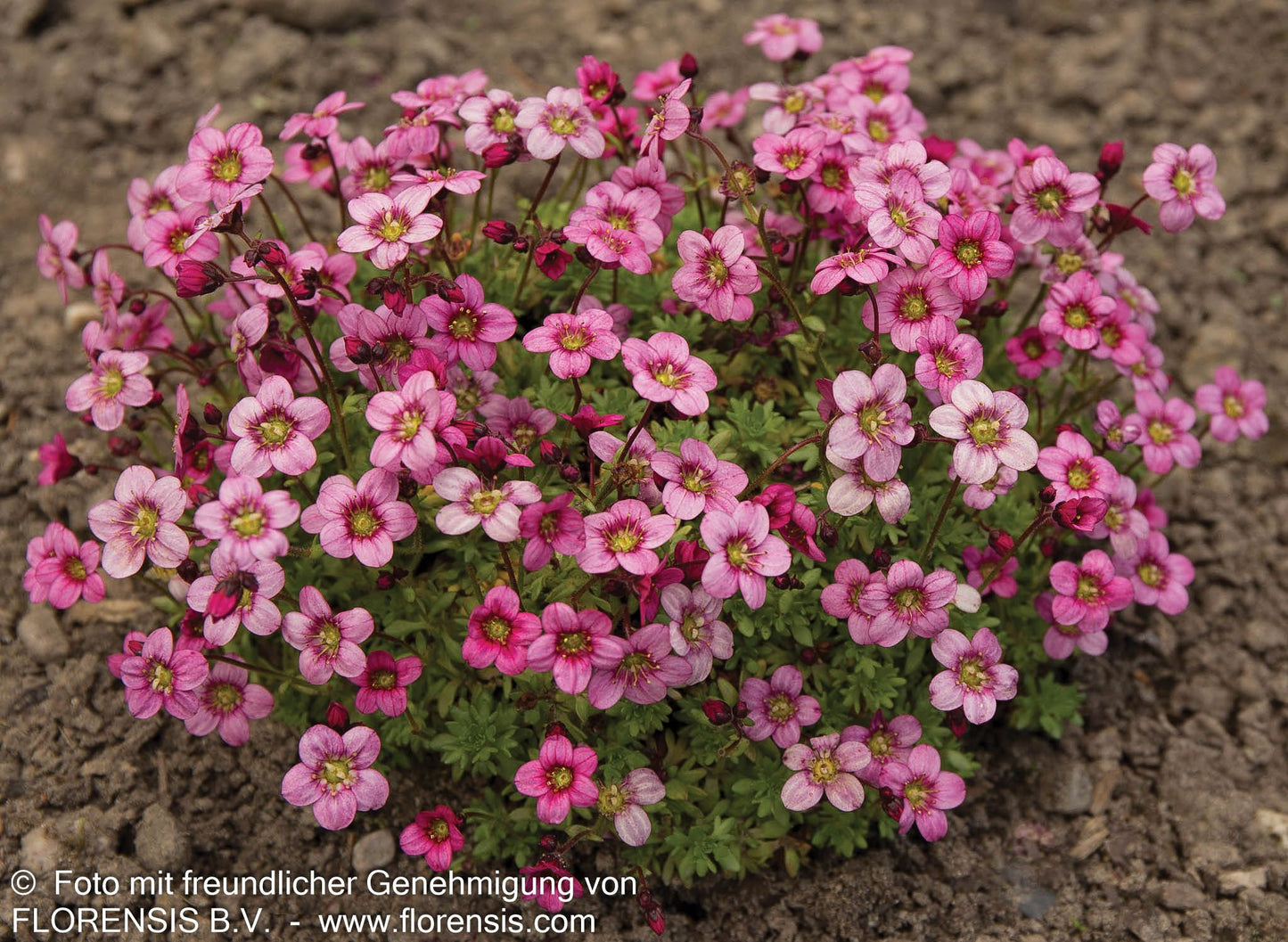 Moos-Steinbrech 'Marto Rose' (Saxifraga x arendsii)