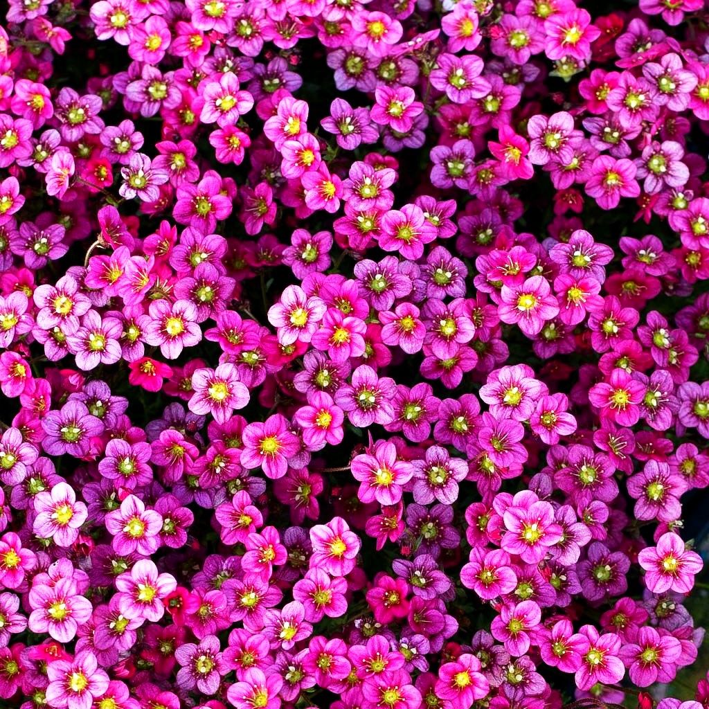 Moos-Steinbrech 'Marto Rose' (Saxifraga x arendsii)
