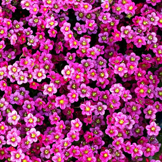Moos-Steinbrech 'Marto Rose' (Saxifraga x arendsii)