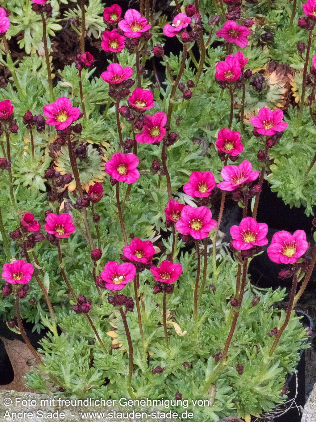 Moos-Steinbrech 'Marto Rose' (Saxifraga x arendsii)