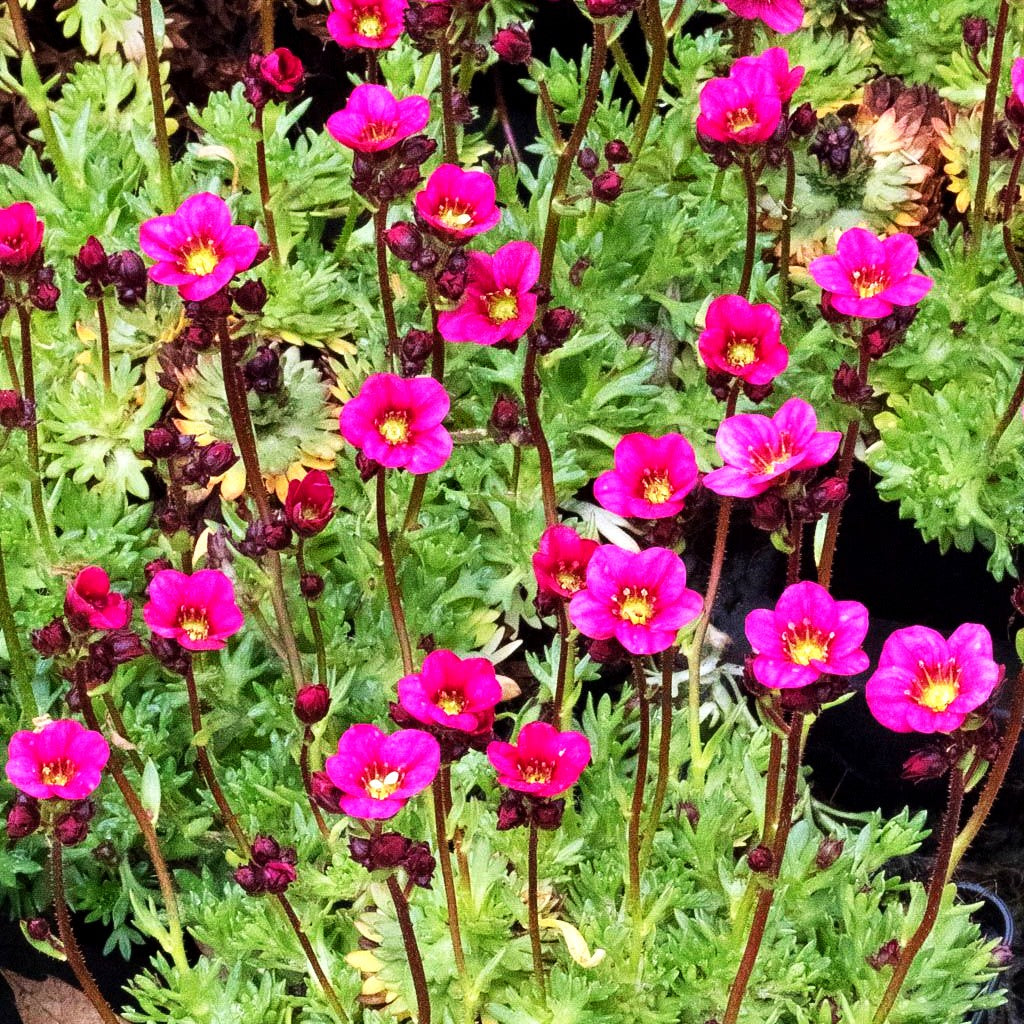 Moos-Steinbrech 'Marto Rose' (Saxifraga x arendsii)