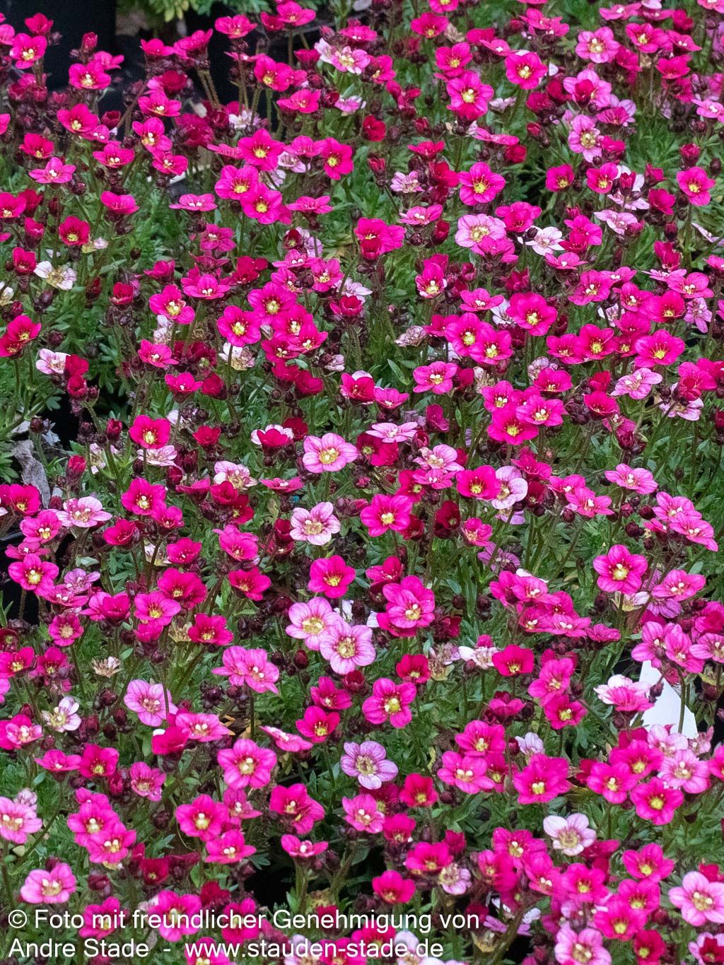 Moos-Steinbrech 'Marto Rose' (Saxifraga x arendsii)