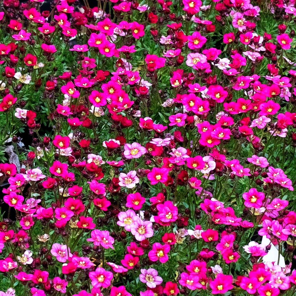Moos-Steinbrech 'Marto Rose' (Saxifraga x arendsii)