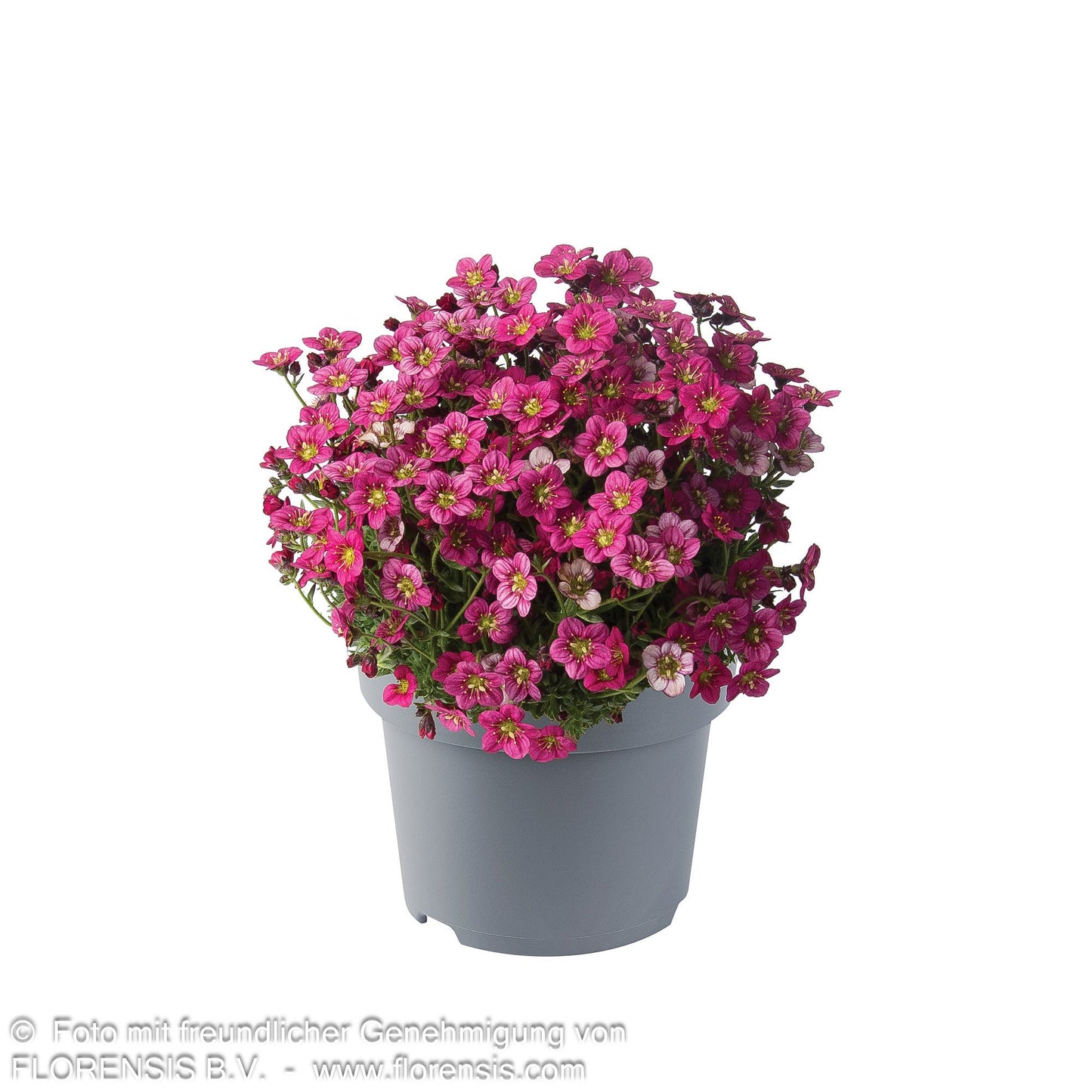 Moos-Steinbrech 'Marto Rose' (Saxifraga x arendsii)