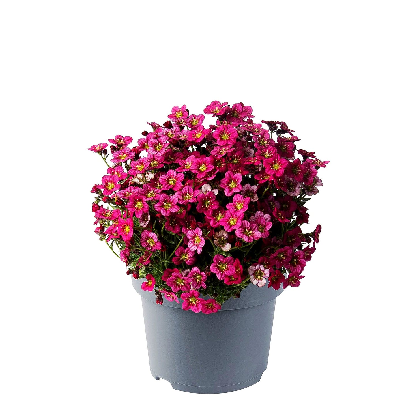 Moos-Steinbrech 'Marto Rose' (Saxifraga x arendsii)