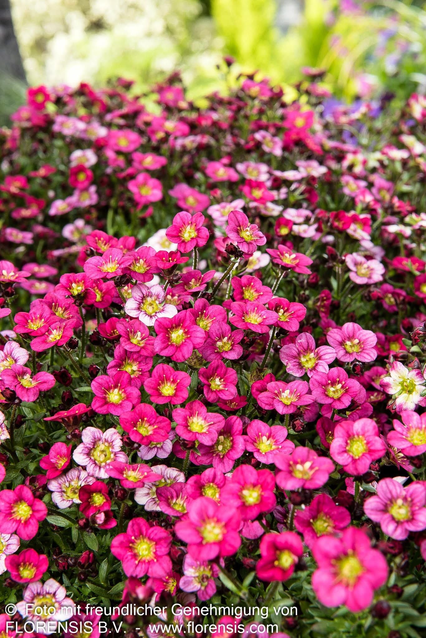 Moos-Steinbrech 'Marto Rose' (Saxifraga x arendsii)