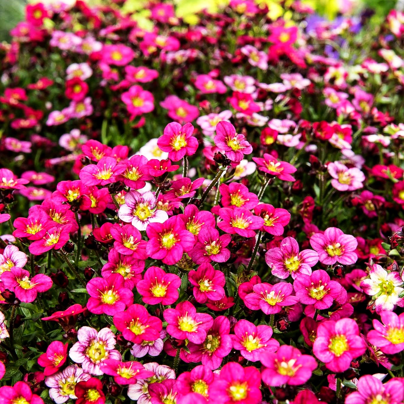 Moos-Steinbrech 'Marto Rose' (Saxifraga x arendsii)