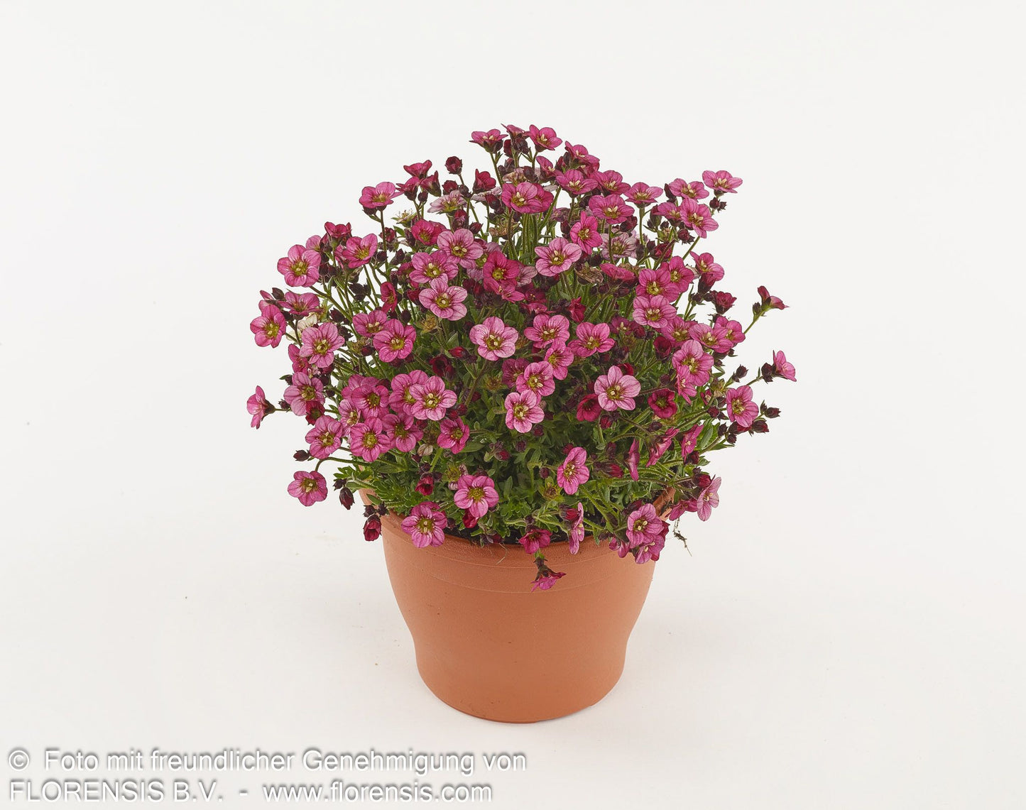 Moos-Steinbrech 'Marto Rose' (Saxifraga x arendsii)