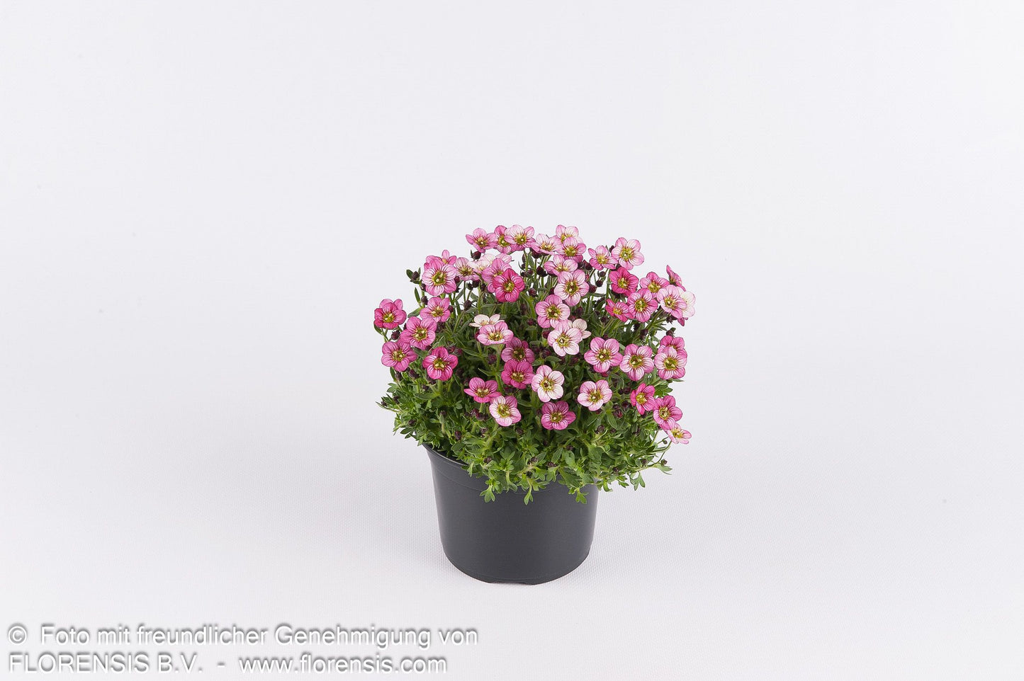 Moos-Steinbrech 'Marto Rose' (Saxifraga x arendsii)